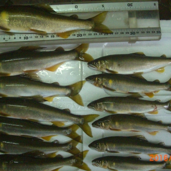 CIMG0062.JPG