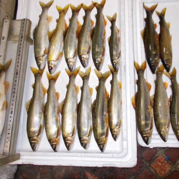DSCN0104.JPG
