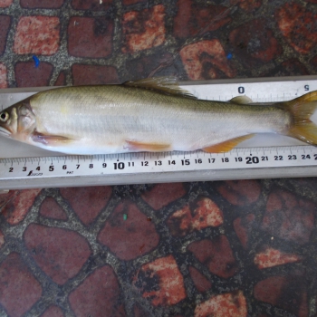 DSCN0119.JPG
