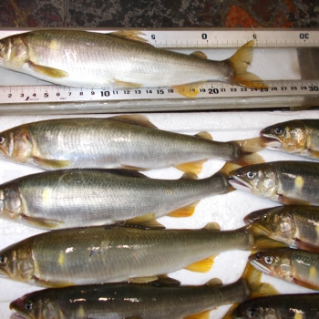 DSCN0368.JPG