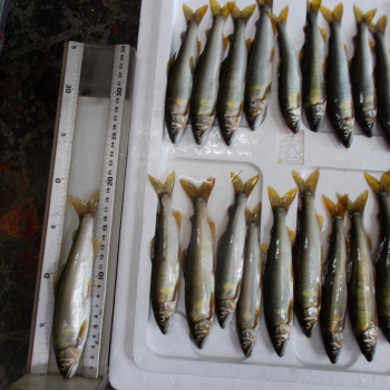 DSCN0480.JPG