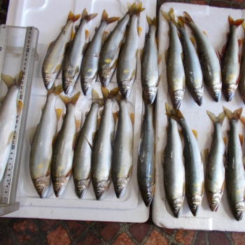 DSCN0538.JPG