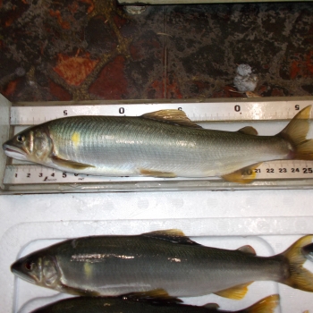 DSCN0545.JPG