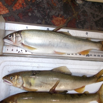 DSCN0553.JPG