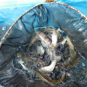 DSCN7350.JPG