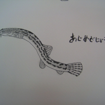 IMG_8493アジメドジョウ.jpg